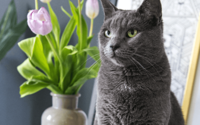Explora el Rincón Felino